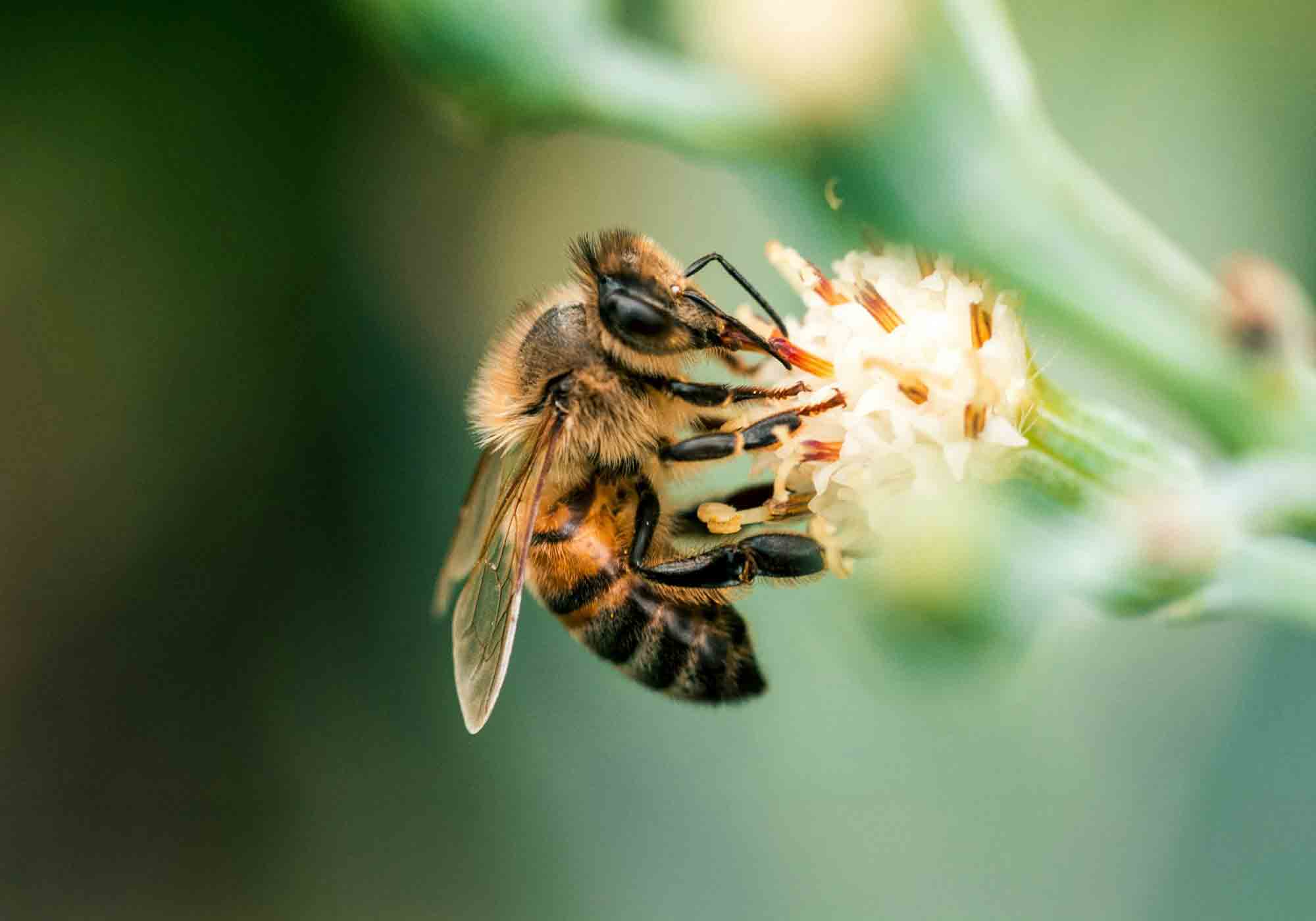 Socks that Save Bees