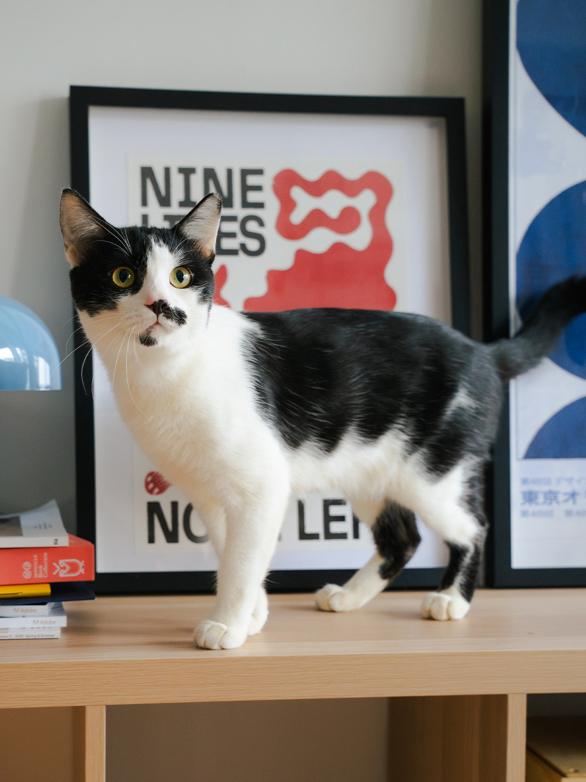 Socks that Save Cats
